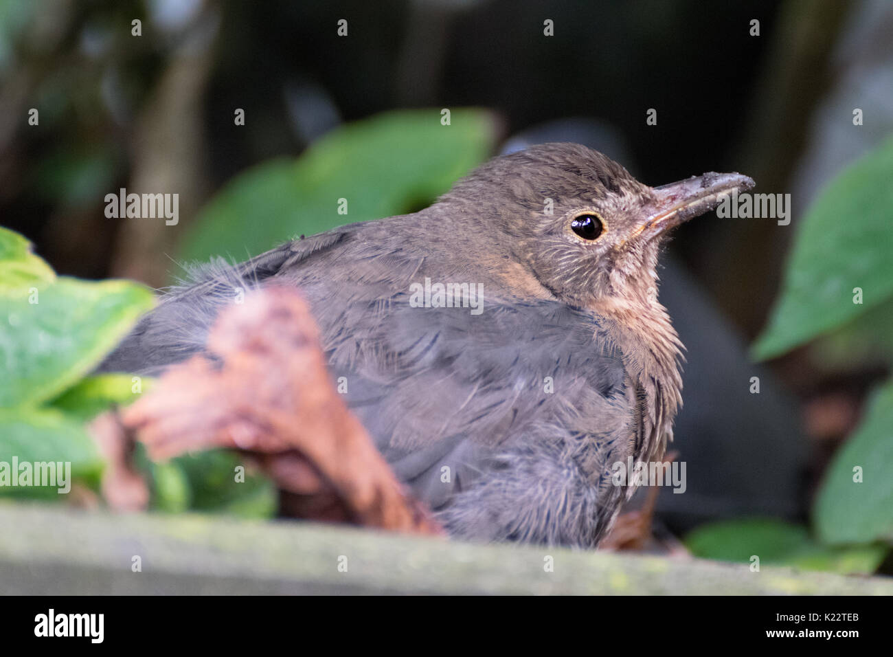 Baby schwarzer Vogel im Garten Stockfoto