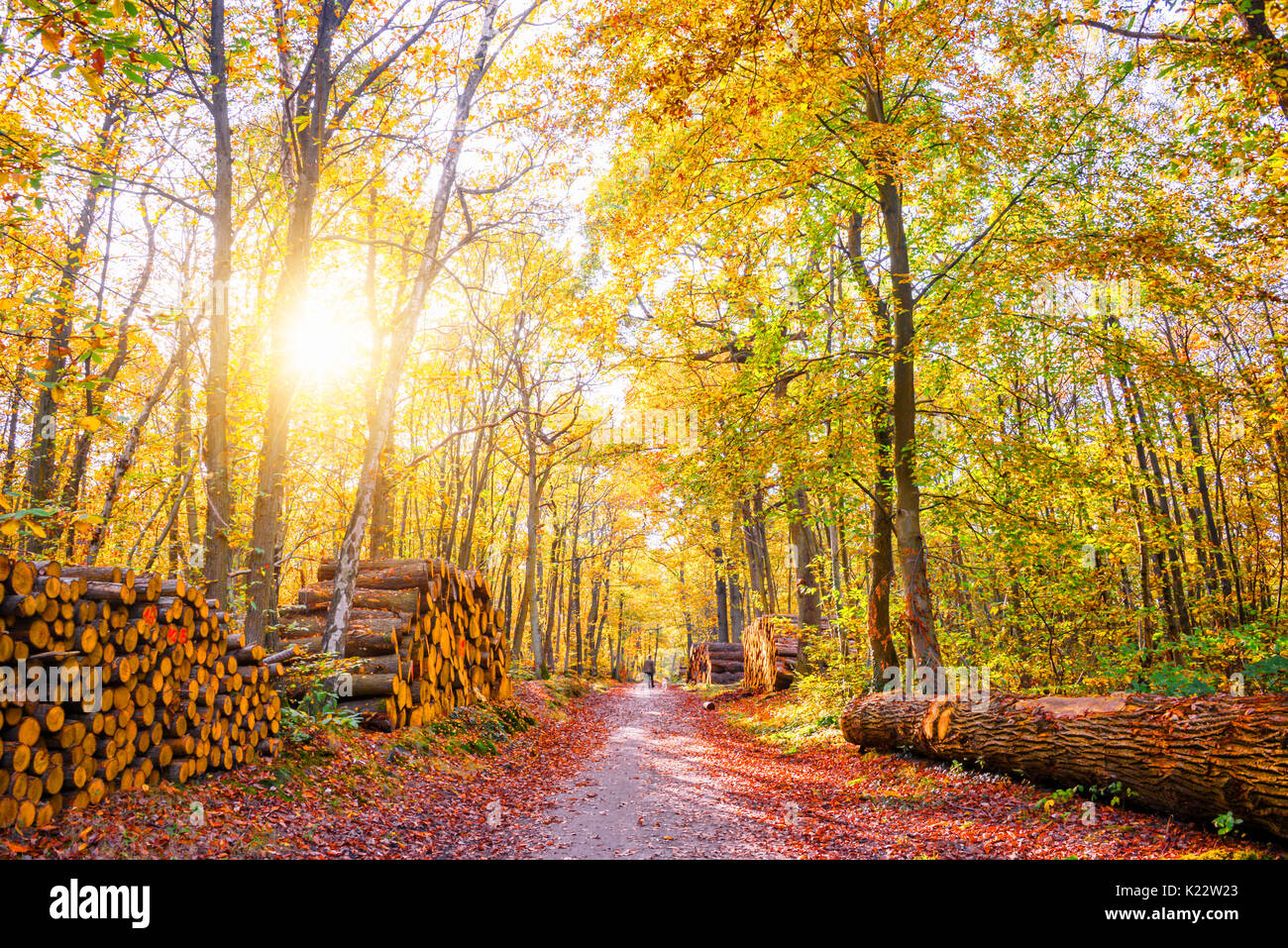 Fußweg mit Stapel von Rundholz in einem Wald im Herbst Stockfoto