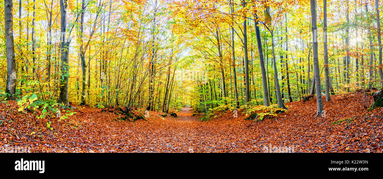 Wanderweg in einem Wald im Herbst, Panorama Stockfoto