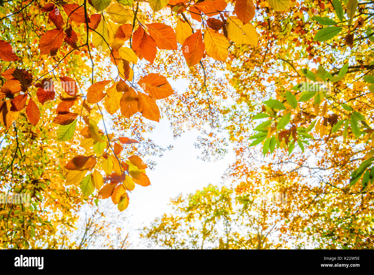 Blätter im Herbst gegen den Himmel, auf der Suche in einem Wald im Herbst Stockfoto