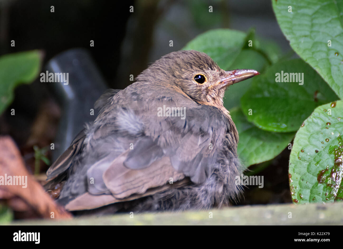 Baby schwarzer Vogel im Garten Stockfoto