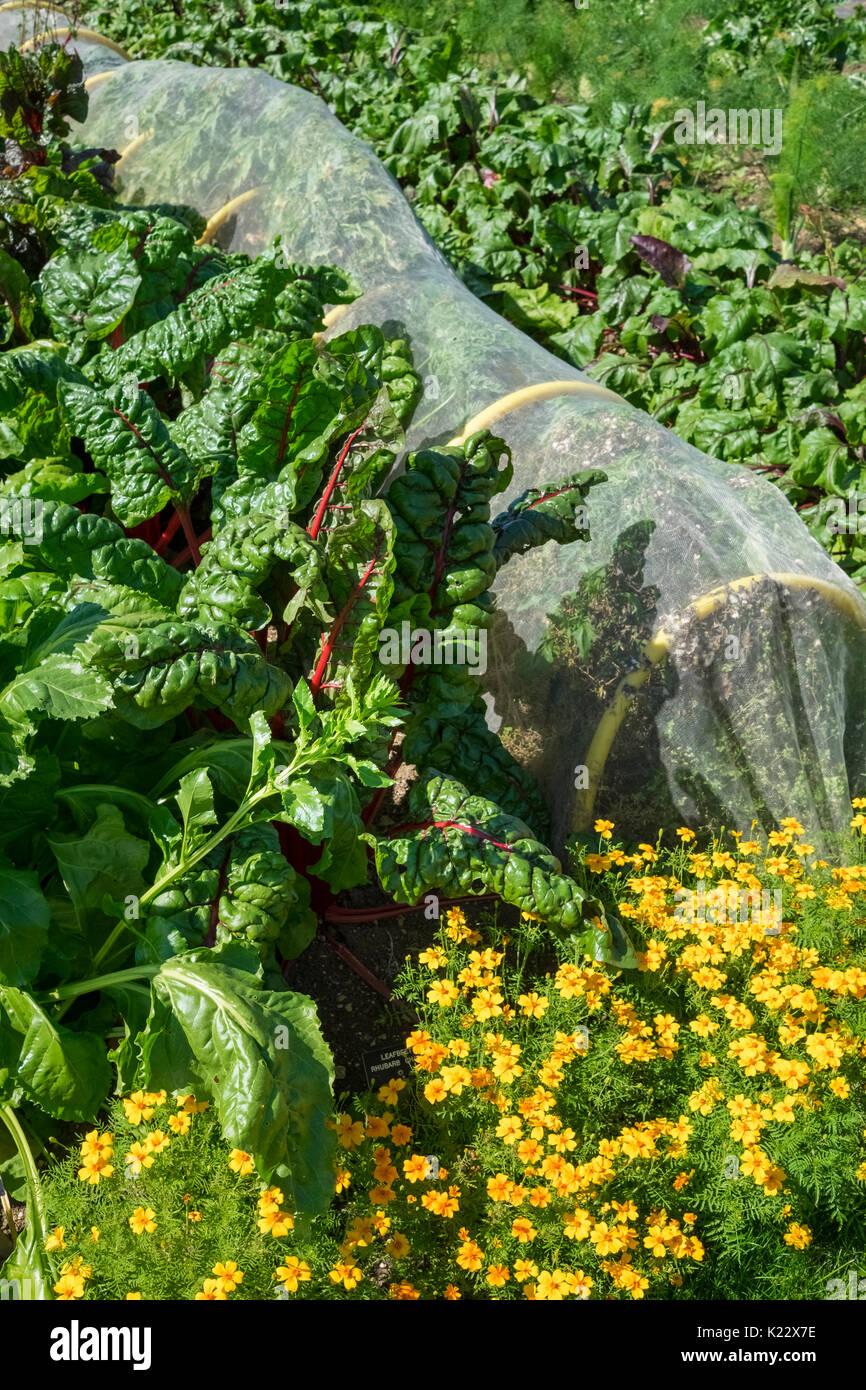 Spätsommer Gemüsegarten, mit Begleiter Anpflanzung von Mangold und Calendula Schädlinge zu verhindern und die nützlinge fördern. Stockfoto