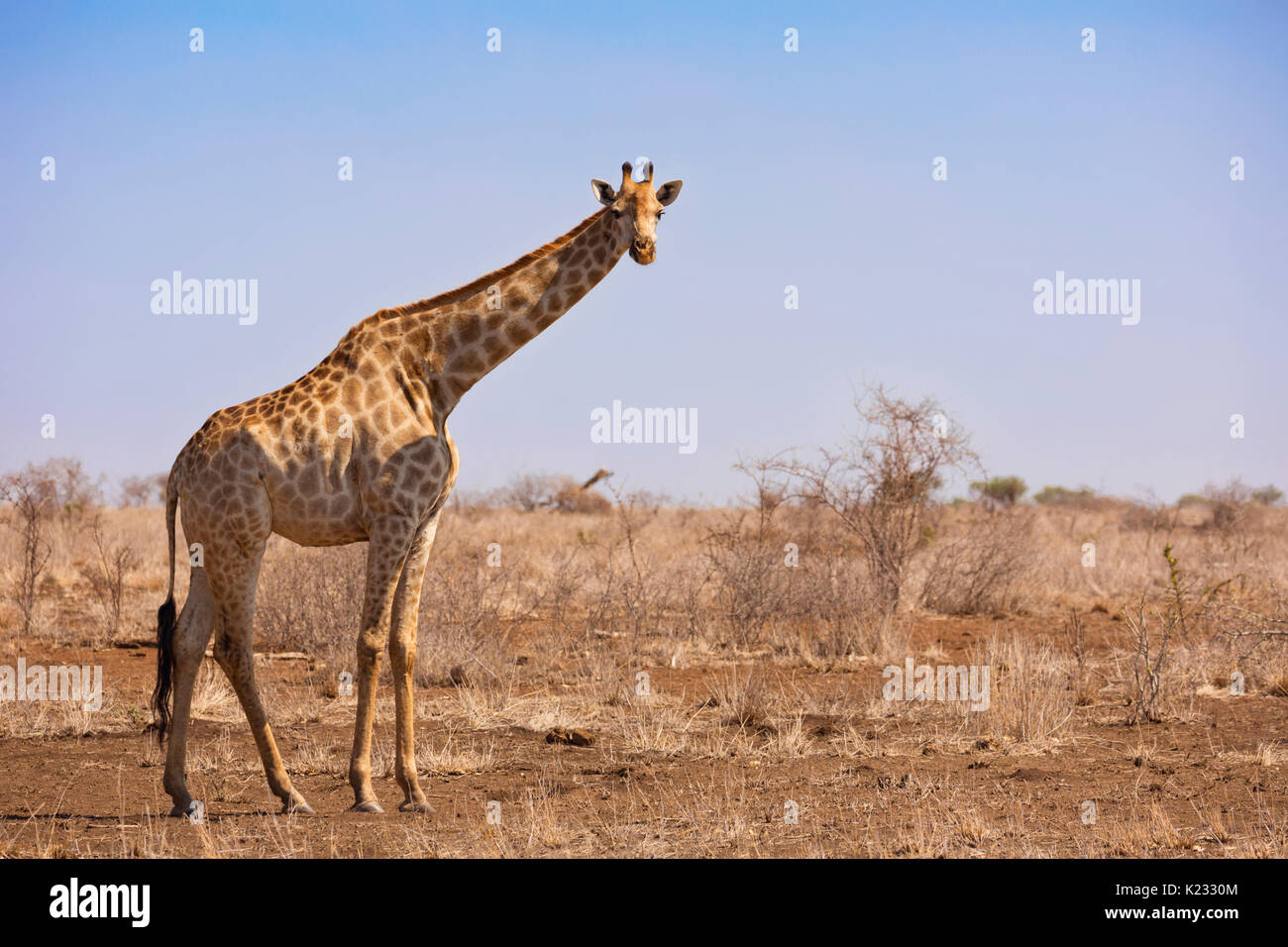 Eine Giraffe im Kruger Nationalpark in Südafrika. Stockfoto