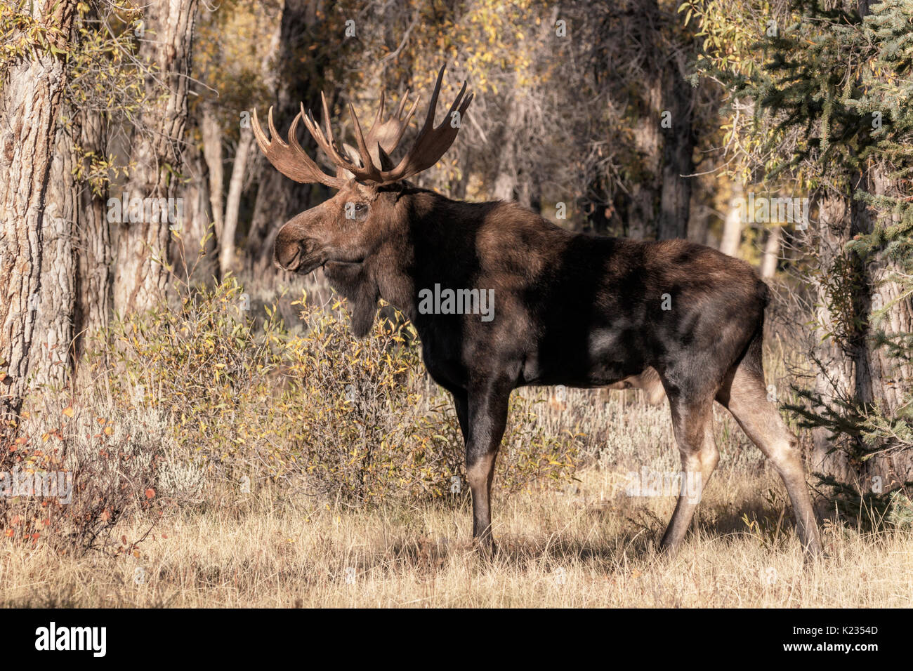 Bull Moose Stockfoto