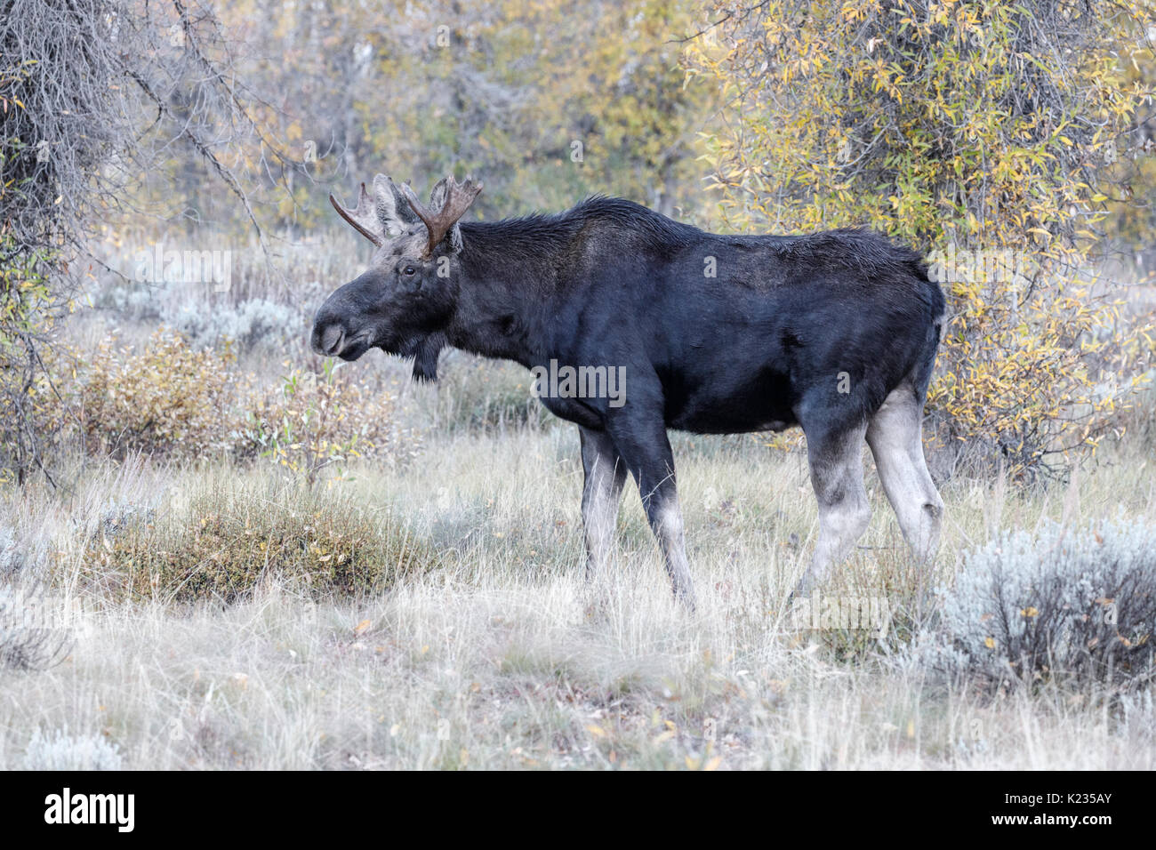 Bull Moose Stockfoto
