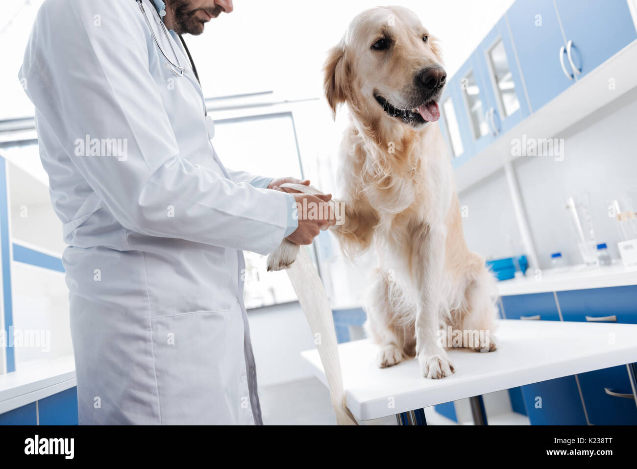 Schöner Hund auf dem Tisch beim Besuch Arzt Stockfoto