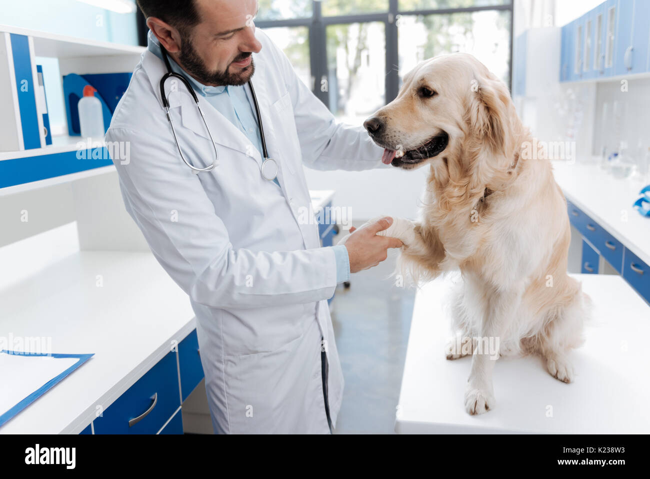 Tierarzt streicheln guter Hund begeistert Stockfoto