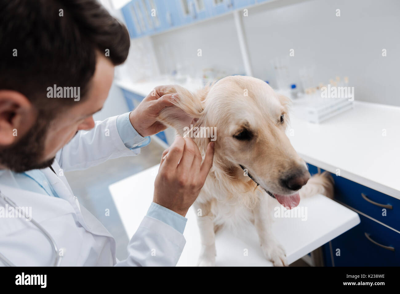 Aufmerksame Tierarzt Reinigung Ohren von Labrador Stockfoto