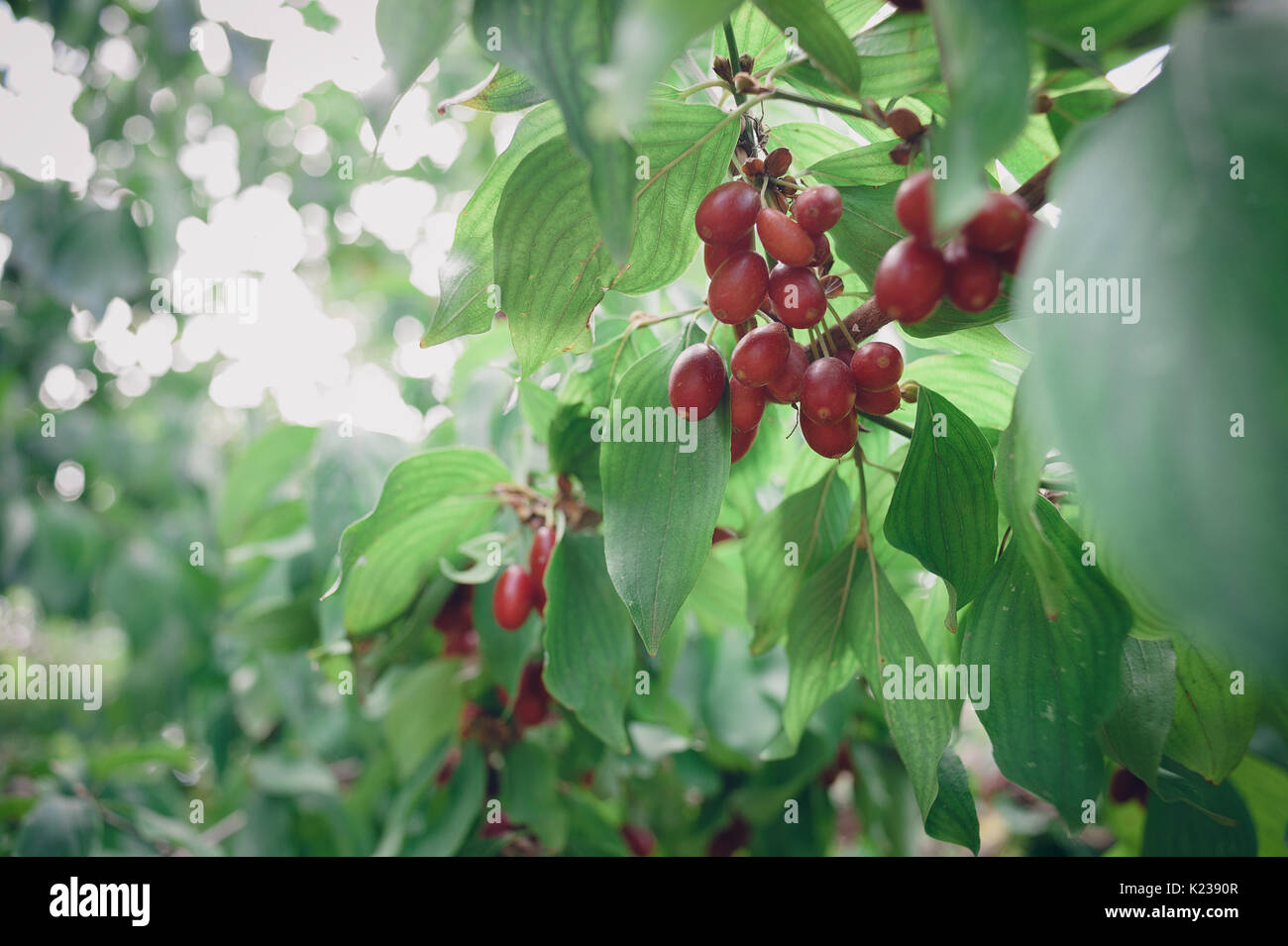 Leuchtend rote reife Früchte der cornel Bush an einem sonnigen Tag im Sommergarten. Stockfoto