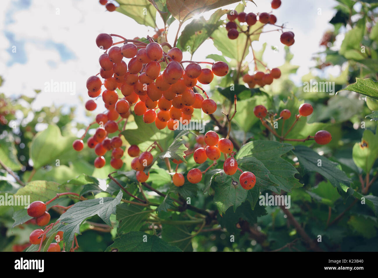 Schöne Blöcke der Roten viburnum unter den Sommer verlässt. Stockfoto