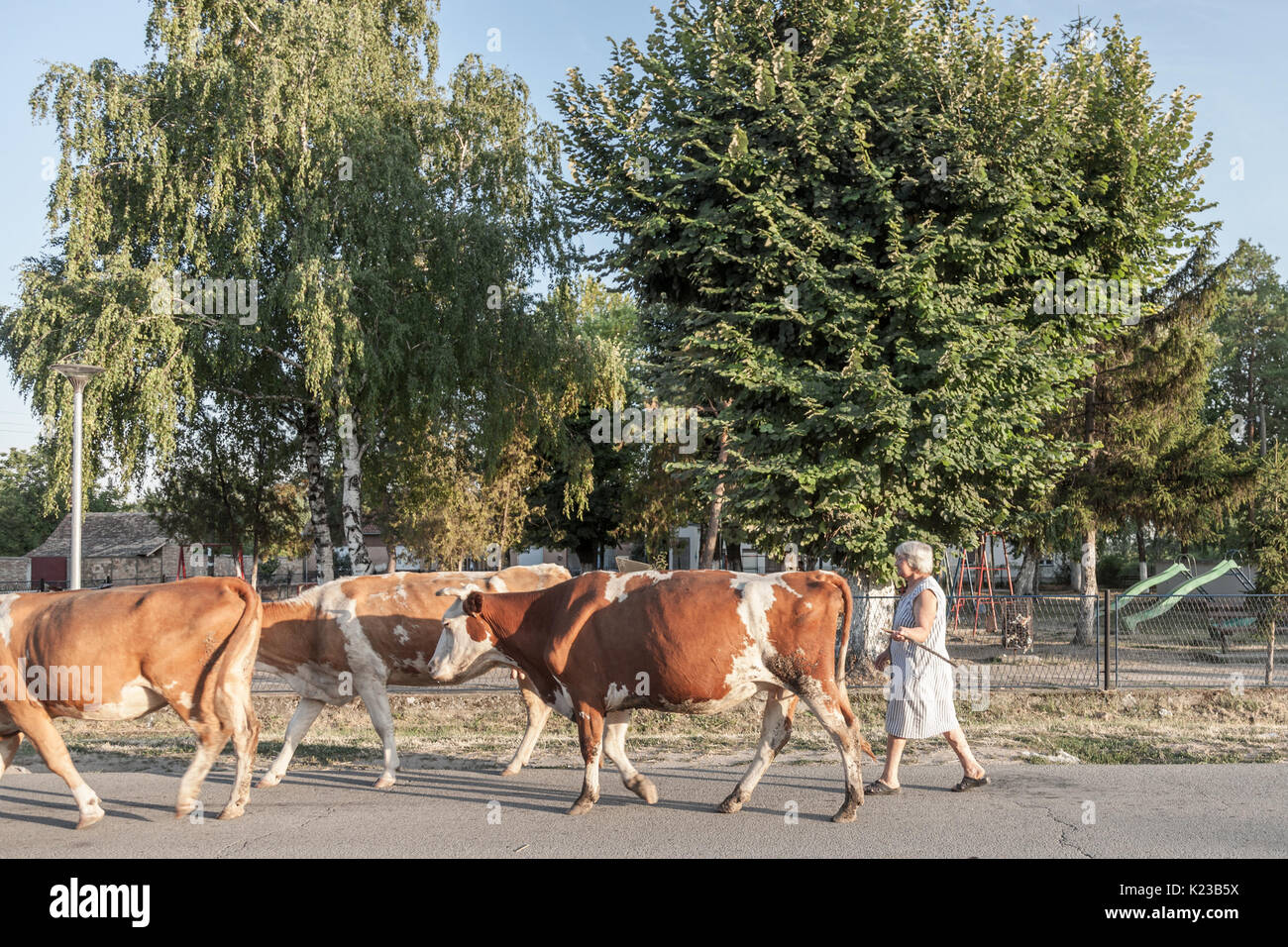 DUBOVAC, Serbien - August 3, 2017: Bäuerin ihre Herde von Kühen, die auf einer Straße von Dubovac, einem kleinen landwirtschaftlichen Dorf Central Serbia Pi Stockfoto
