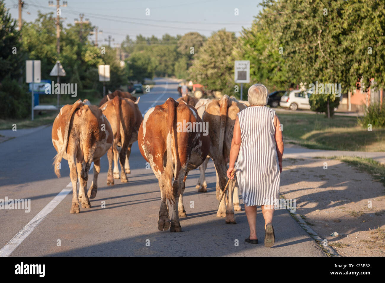 DUBOVAC, Serbien - August 3, 2017: Bäuerin ihre Herde von Kühen, die auf einer Straße von Dubovac, einem kleinen landwirtschaftlichen Dorf Central Serbia Pi Stockfoto