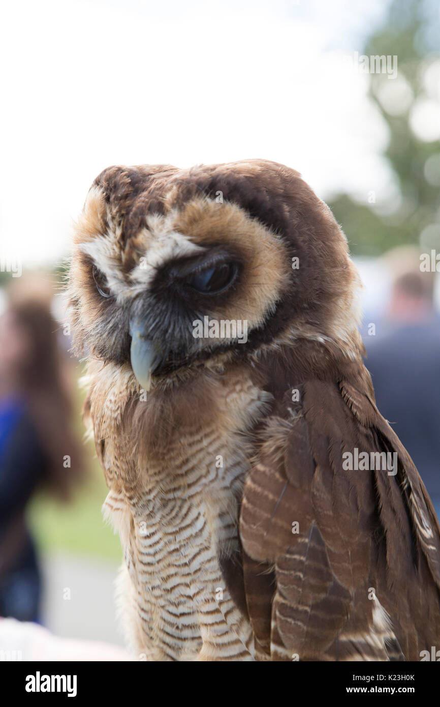 Eine Asiatische braunes Holz Eule an der Newcastle Mela in Newcastle-upon-Tyne, Großbritannien. Stockfoto