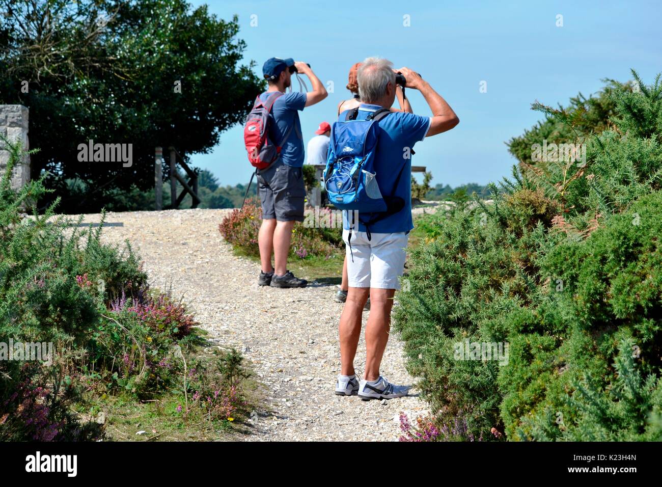 Arne Naturschutzgebiet, UK. 28 Aug, 2017. UK Wetter: Schönes Wetter im Arne Naturschutzgebiet am Feiertag Montag Arne Naturschutzgebiet, UK. 28 Aug, 2017. UK Wetter:. Credit: Ajit Wick/Alamy leben Nachrichten Stockfoto