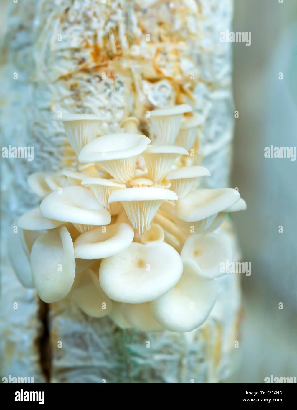 Die Schönheit der abalone Pilzzucht in der Farm. Dies ist eine Möglichkeit, Pilze fast wie Natur für guten ernährungsphysiologischen Qualität für die menschliche Gesundheit wachsen Stockfoto