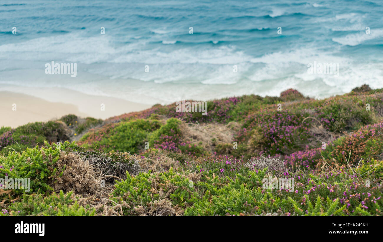 Sommer blühende Heidekraut von der Küste in Cornwall, Großbritannien Stockfoto
