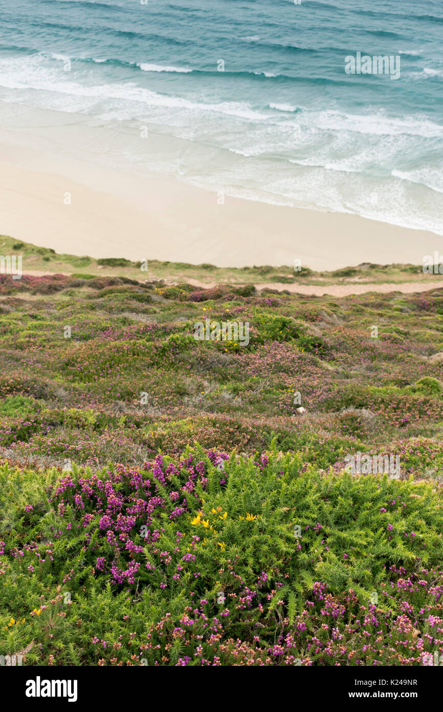 Sommer blühende Heidekraut von der Küste in Cornwall, Großbritannien Stockfoto