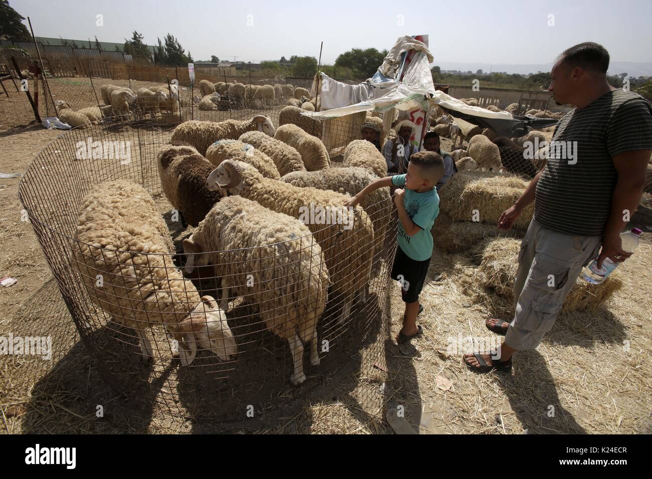 Algier. 28 Aug, 2017. Menschen kaufen Schafe für kommende Eid Al-Adha Festival in Algier, Algerien, Aug 28., 2017. Quelle: Xinhua/Alamy leben Nachrichten Stockfoto