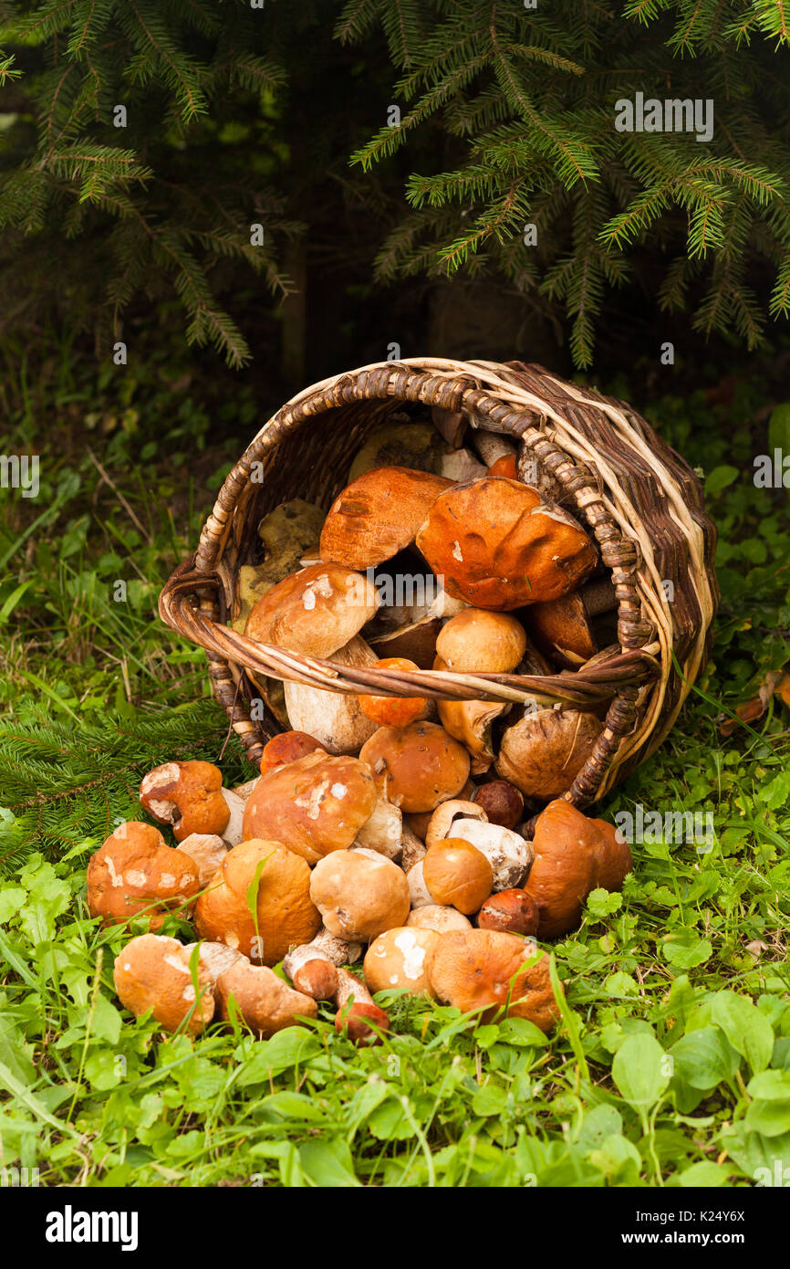 Schöne Landschaft mit essbarer Pilze im Weidenkorb in Wald. Champignons Boletus Edulis. Ernte von Pilzen. Stockfoto