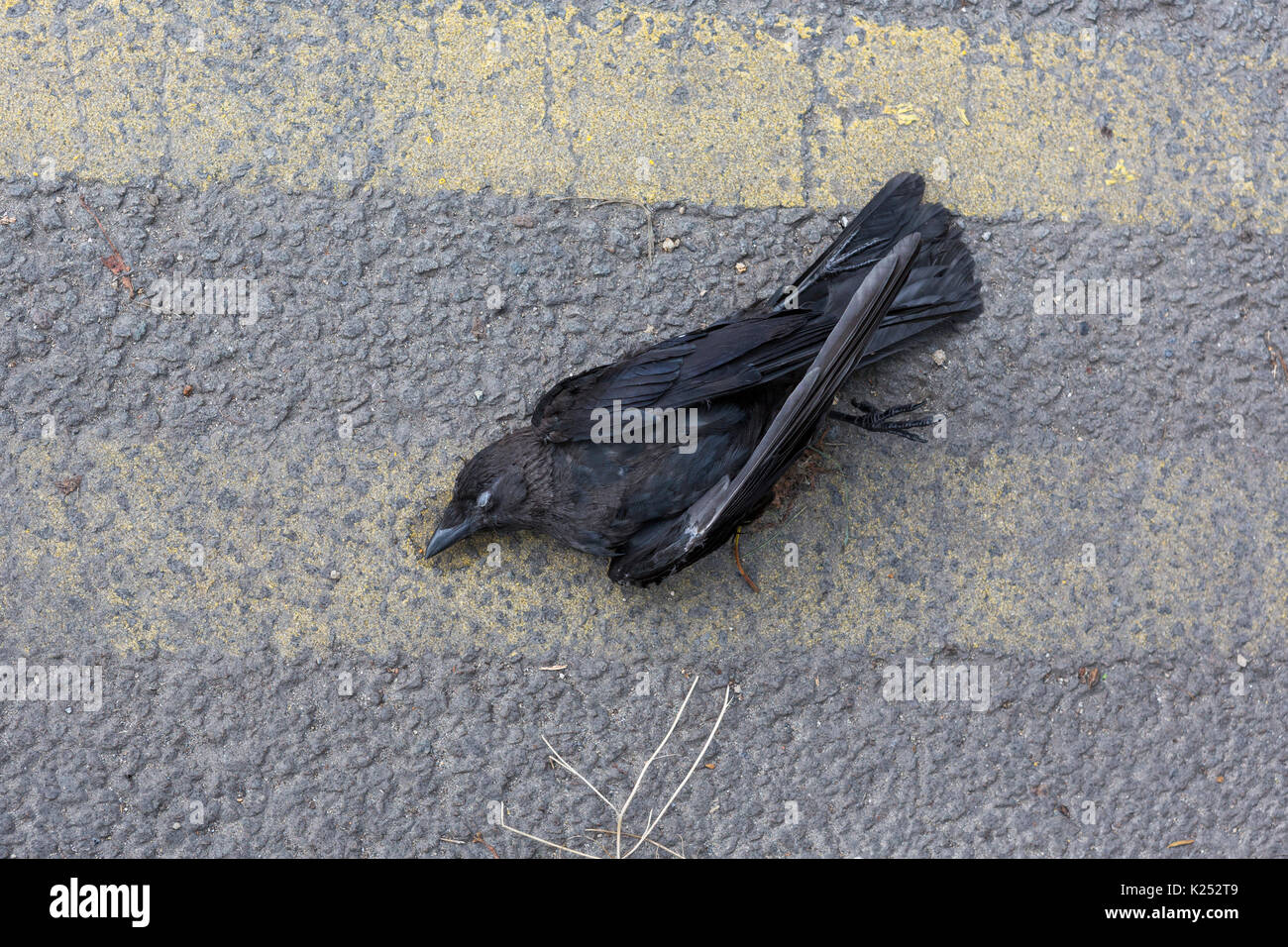 Tot dohle Krähe auf Straße getötet Stockfoto