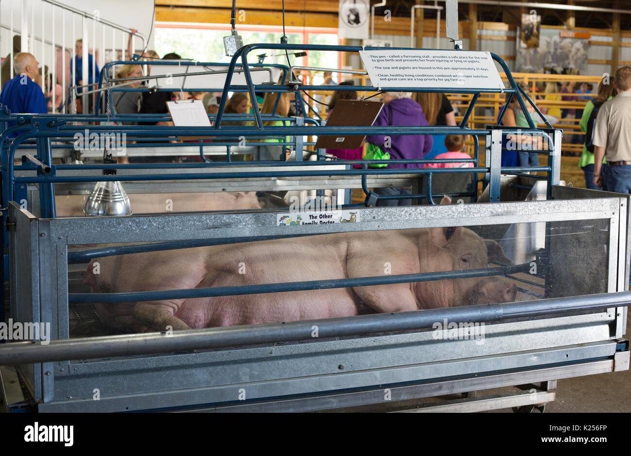Ein Schwein in einer Schwangerschaft Kiste auf Anzeige an der Minnesota State Fair. Stockfoto