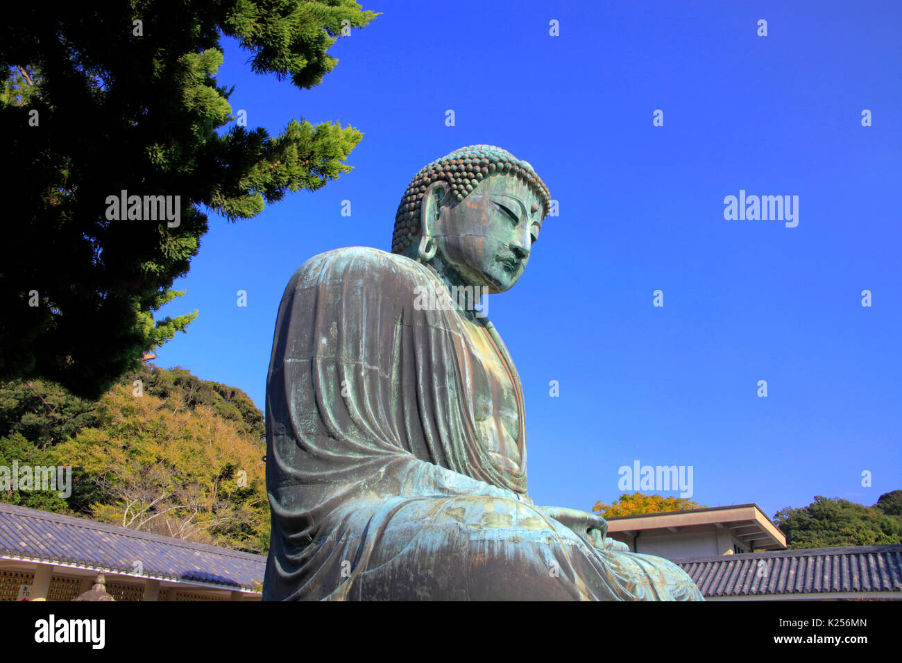 Der große Buddha von Kamakura an Kotokuin Tempel in Kamakura Stadt Kanagawa Japan Stockfoto