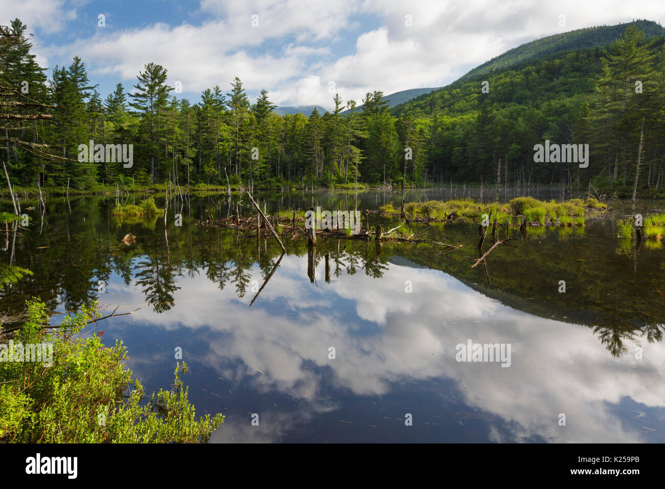 Beaver Pond entlang des Franconia Brook Trail in der Pemigewasset Wilderness von New Hampshire in den Sommermonaten. Stockfoto