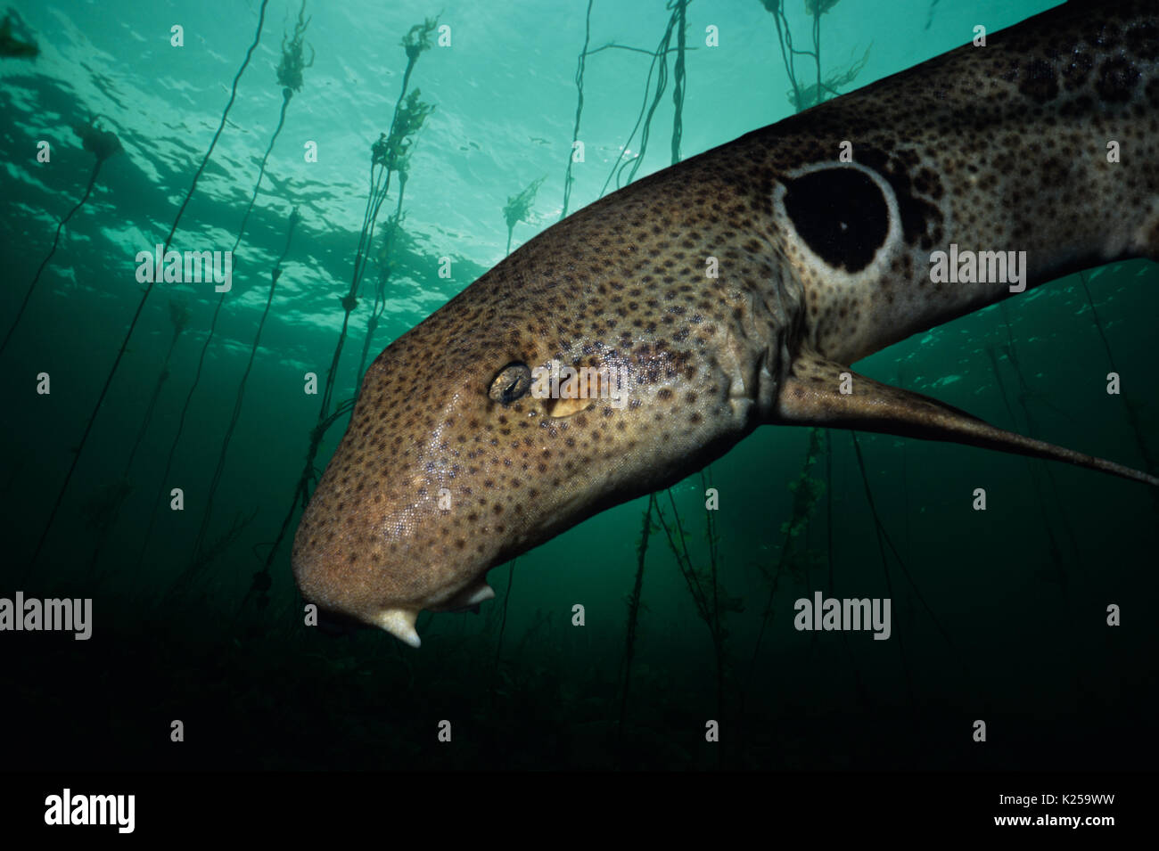Schulterstücke Hai (Hemiscyllium Ocellatum) bei Nacht Dieses Bild wurde digital nachbearbeitet, abgelenkt oder interessanter Hintergrund hinzuzufügen, zu entfernen Stockfoto
