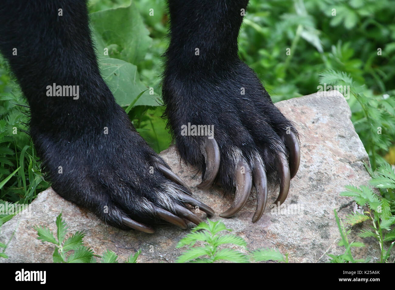 Die Krallen an einer Südostasiatischen Sun Bear oder Honig Bär (Helarctos malayanus), ruht auf einem Felsen. Stockfoto