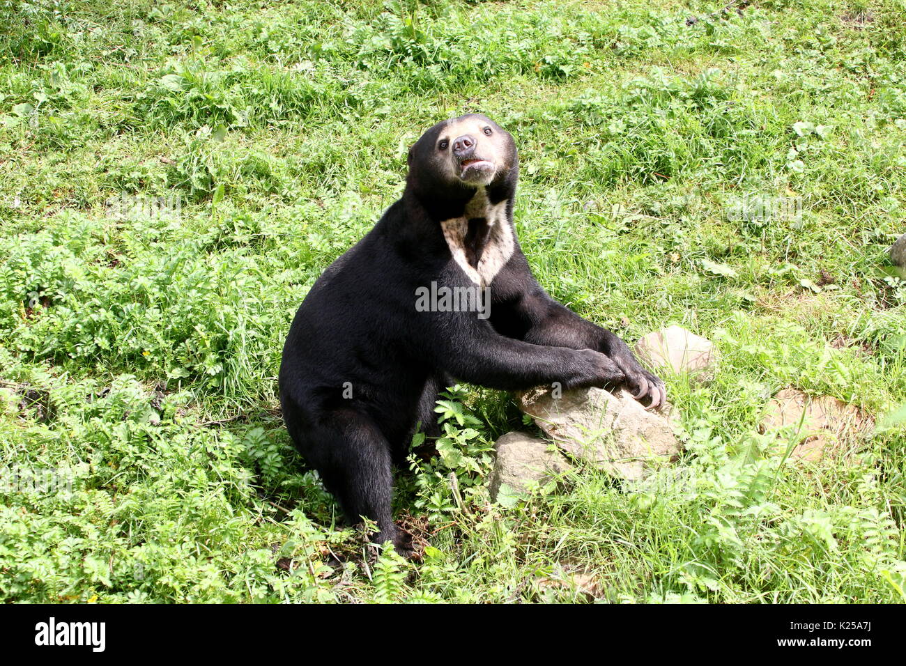 Southeast Asian Sun Bear oder Honig Bär (Helarctos malayanus) Neben einem Rock posieren. Stockfoto