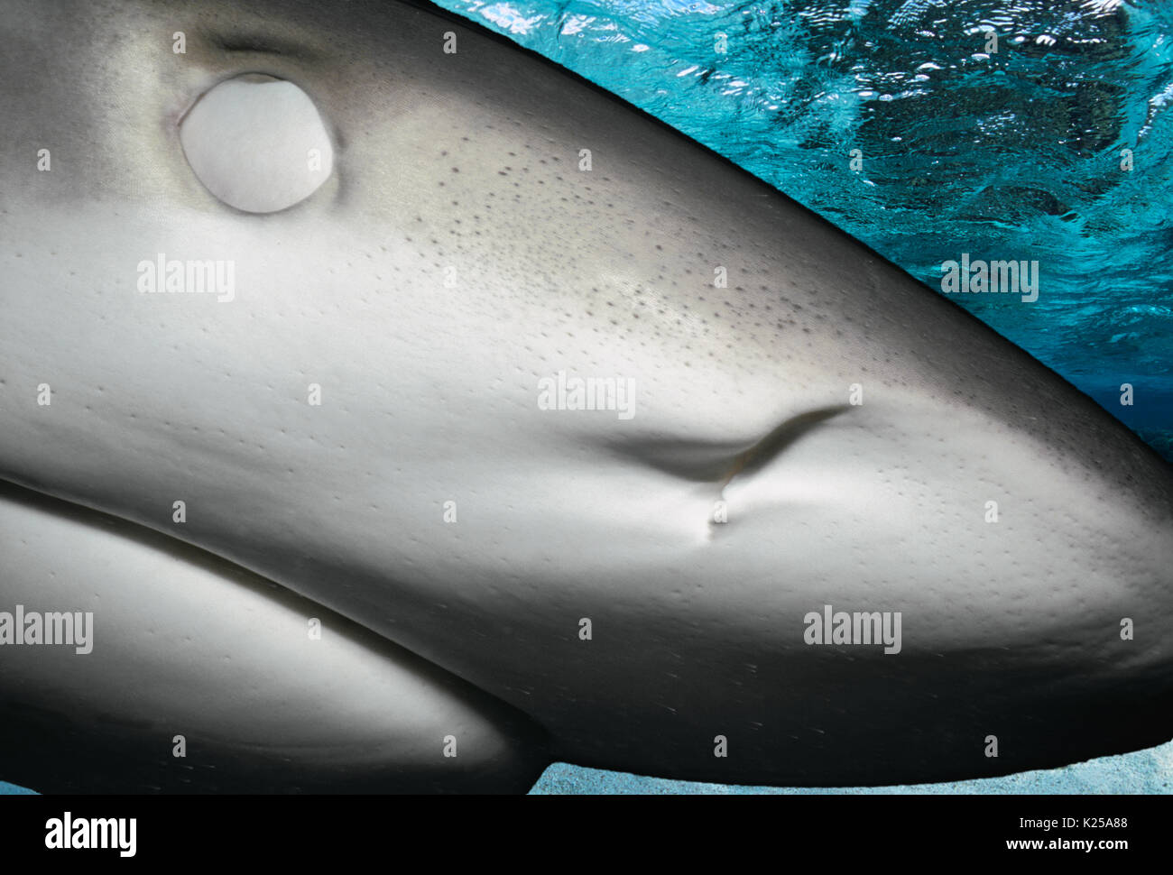Karibische Riffhai (Carcharhinus perezi), Freeport, Bahamas - Karibik. Dieses Bild wurde digital nachbearbeitet, abgelenkt oder m zu entfernen Stockfoto