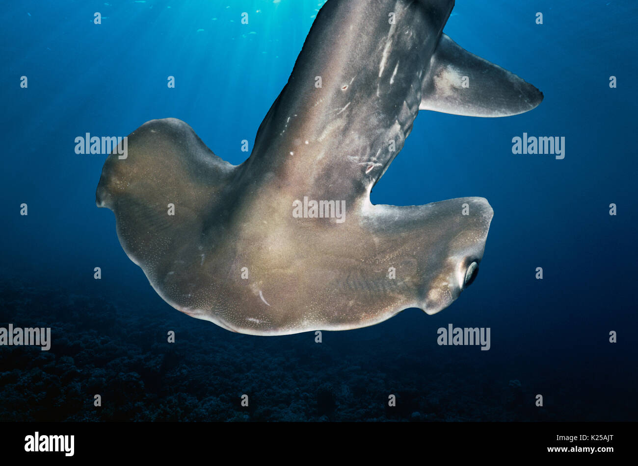 Juvenile Bogenstirn Hammerhai (Sphyrna lewini), Kane'ohe Bay, Hawaii - Pazifischen Ozean. Dieses Bild wurde digital nachbearbeitet distracti zu entfernen. Stockfoto