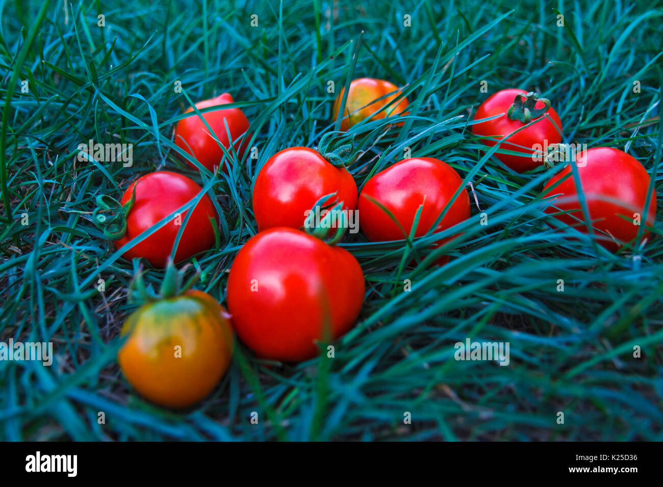 Rote Tomaten liegen auf dem grünen Rasen Stockfoto