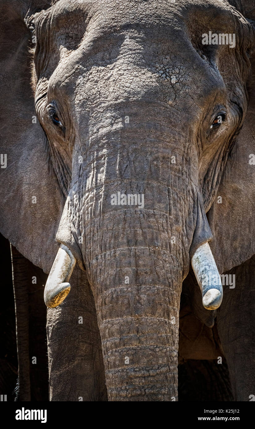 African Safari Big 5: Nahaufnahme des Kopfes, Hauer und faltige Haut eines Erwachsenen afrikanischen Busch Elefant (Loxodonta africana), Masai Mara, Kenia Stockfoto