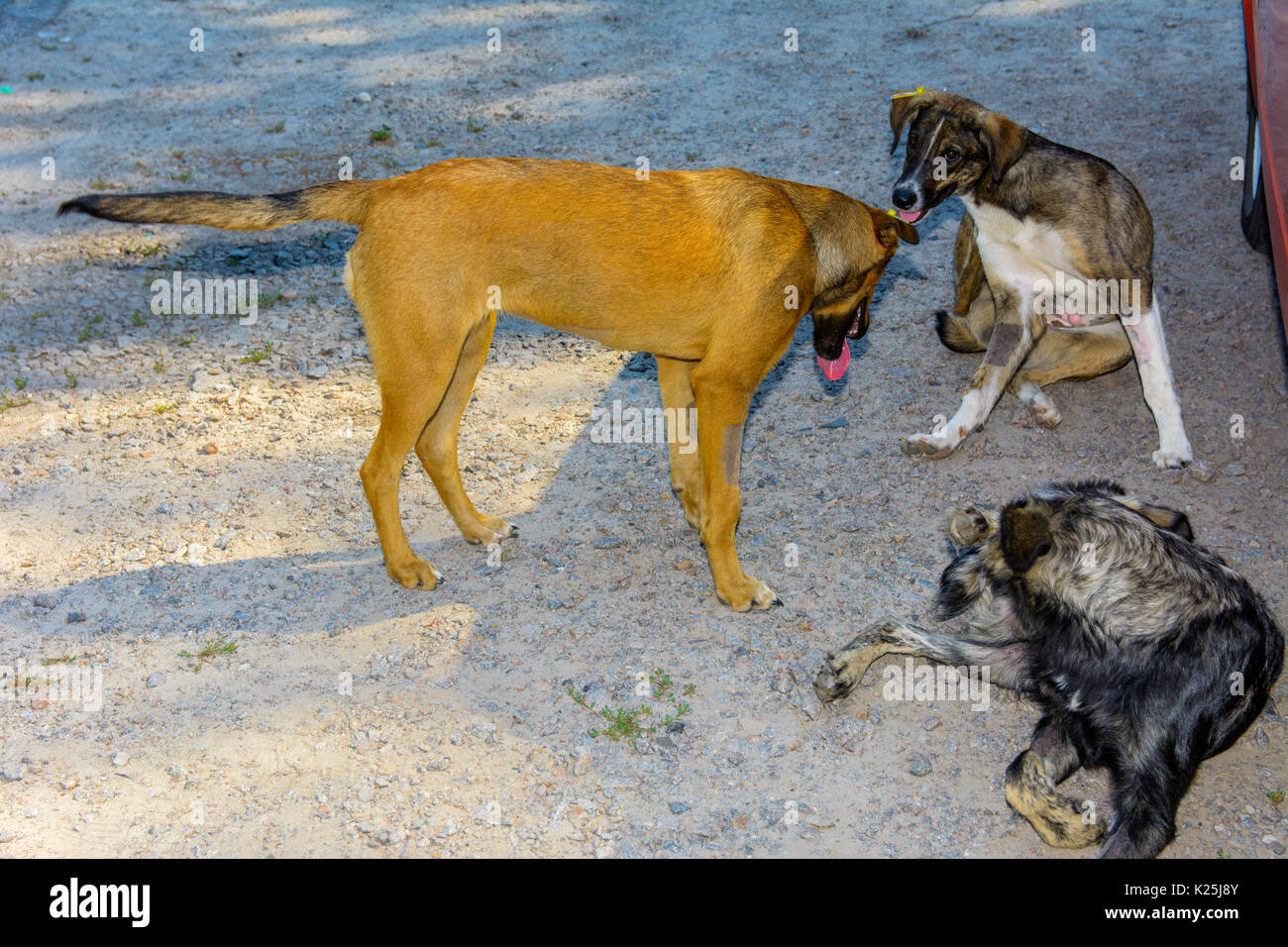 Amerikanische freiwillige Haushunden in einem toten radioaktive Zone sterilisiert werden. Folgen der Reaktorkatastrophe von Tschernobyl, August 2017. Stockfoto