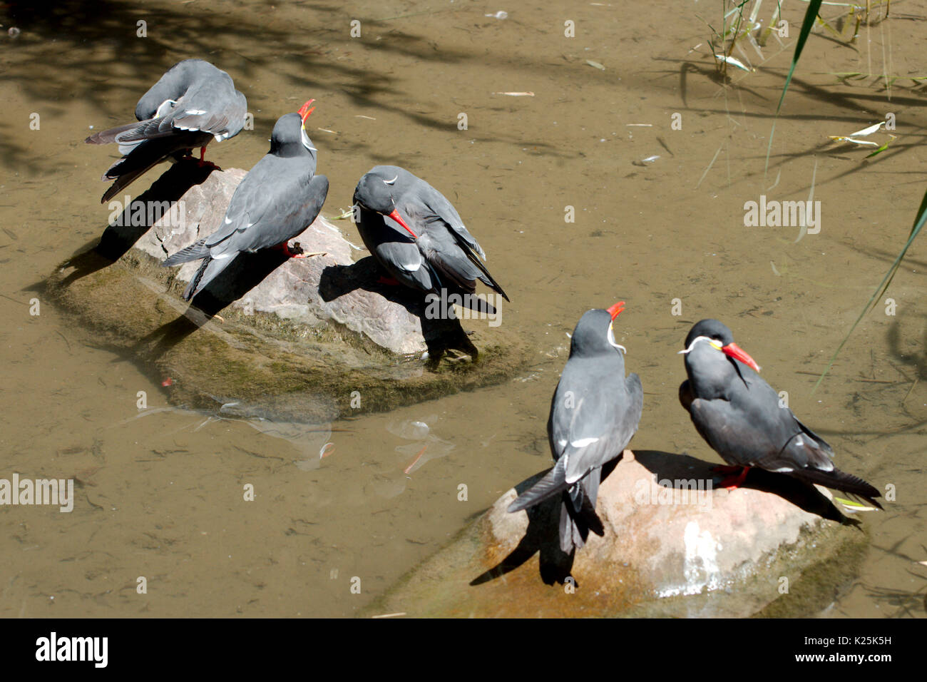 Fünf Vögel im Sommer Stockfoto