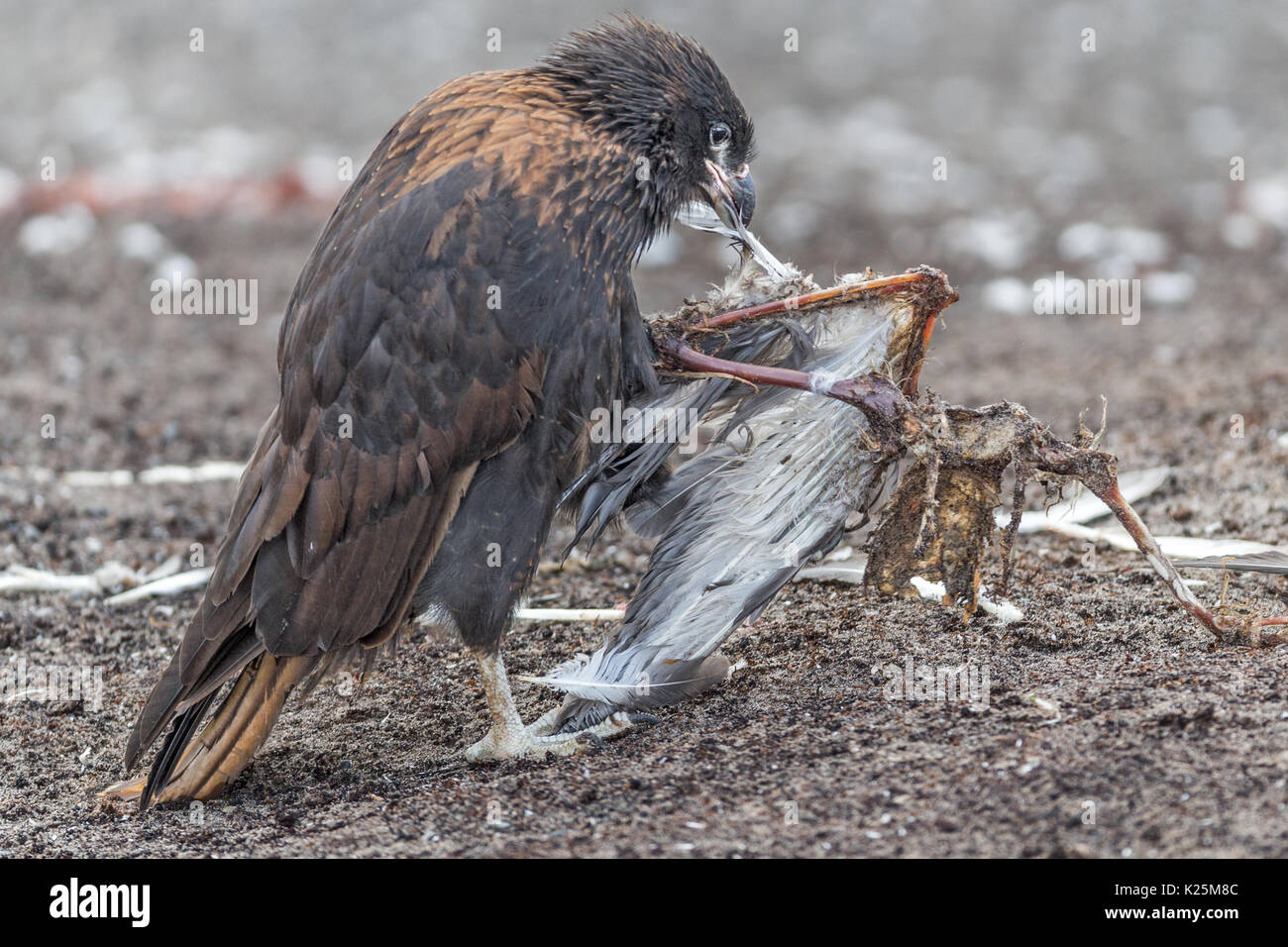 Juvenile Südlicher Karakara Phalcoboenus australis Ernähren mit toten Kelp Gull Larus dominicanus Seelöwen Island Falkland Malvinas Stockfoto