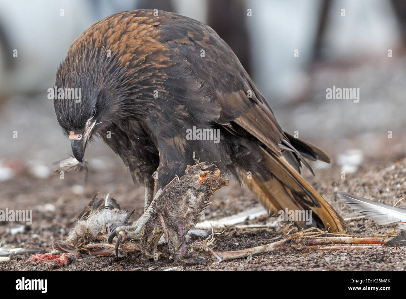 Juvenile Südlicher Karakara Phalcoboenus australis Ernähren mit toten Kelp Gull Larus dominicanus Seelöwen Island Falkland Malvinas Stockfoto