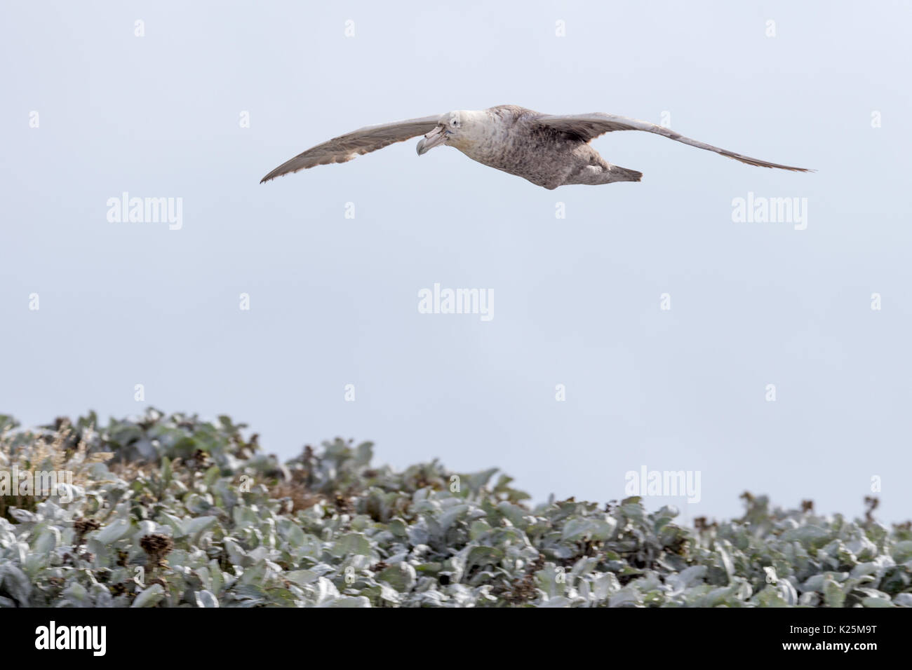 Riesigen südlichen Petrel Macronectes giganteus Seelöwen Island Falkland Malvinas Stockfoto