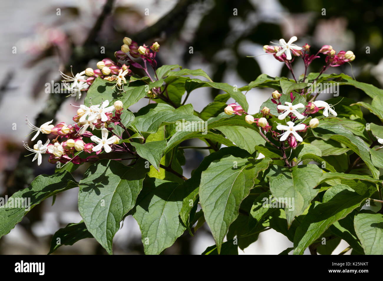 Weiß, Ende Sommer Blumen der Harlequin glorybower, Clerodendrum trichotomum var. fargesii Stockfoto