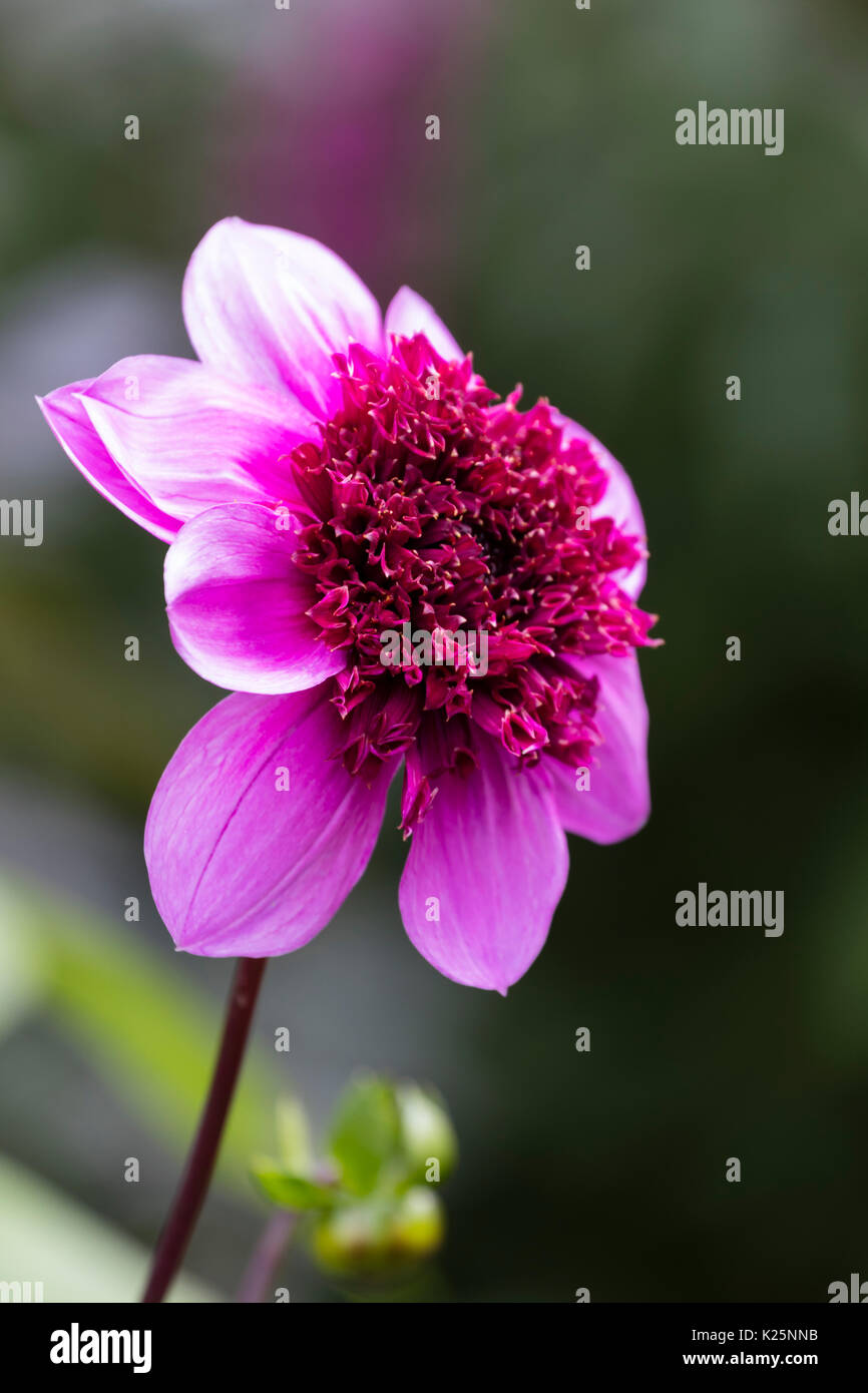 Single bläuliche rosa Blume der Anemone Dahlie zentriert, Dahlie 'Blue Bayou' Stockfoto