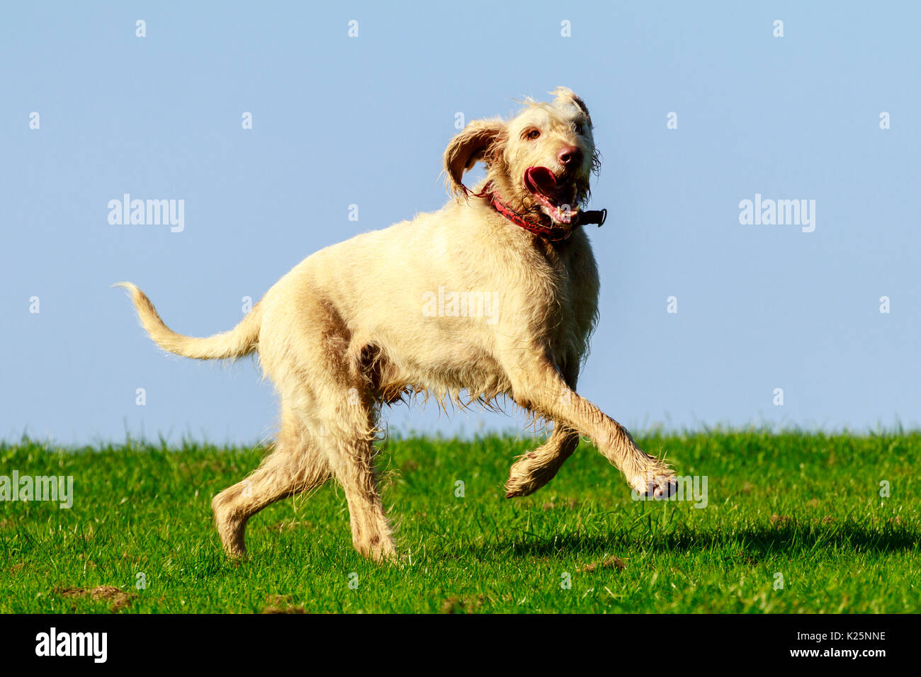 Erwachsene männliche Ungarischen Kabel behaartes Vizla läuft sich an einem sonnigen Tag Stockfoto