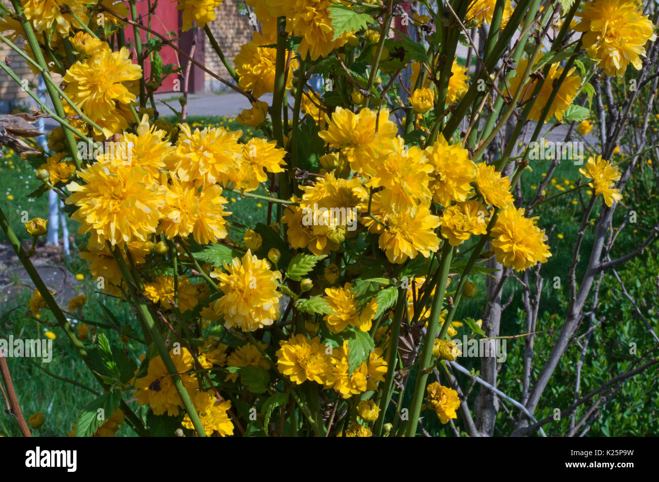 Flora Bush Fotos Und Bildmaterial In Hoher Aufl sung Alamy flora-bush-fotos-und-bildmaterial-in-hoher-aufl-sung-alamy