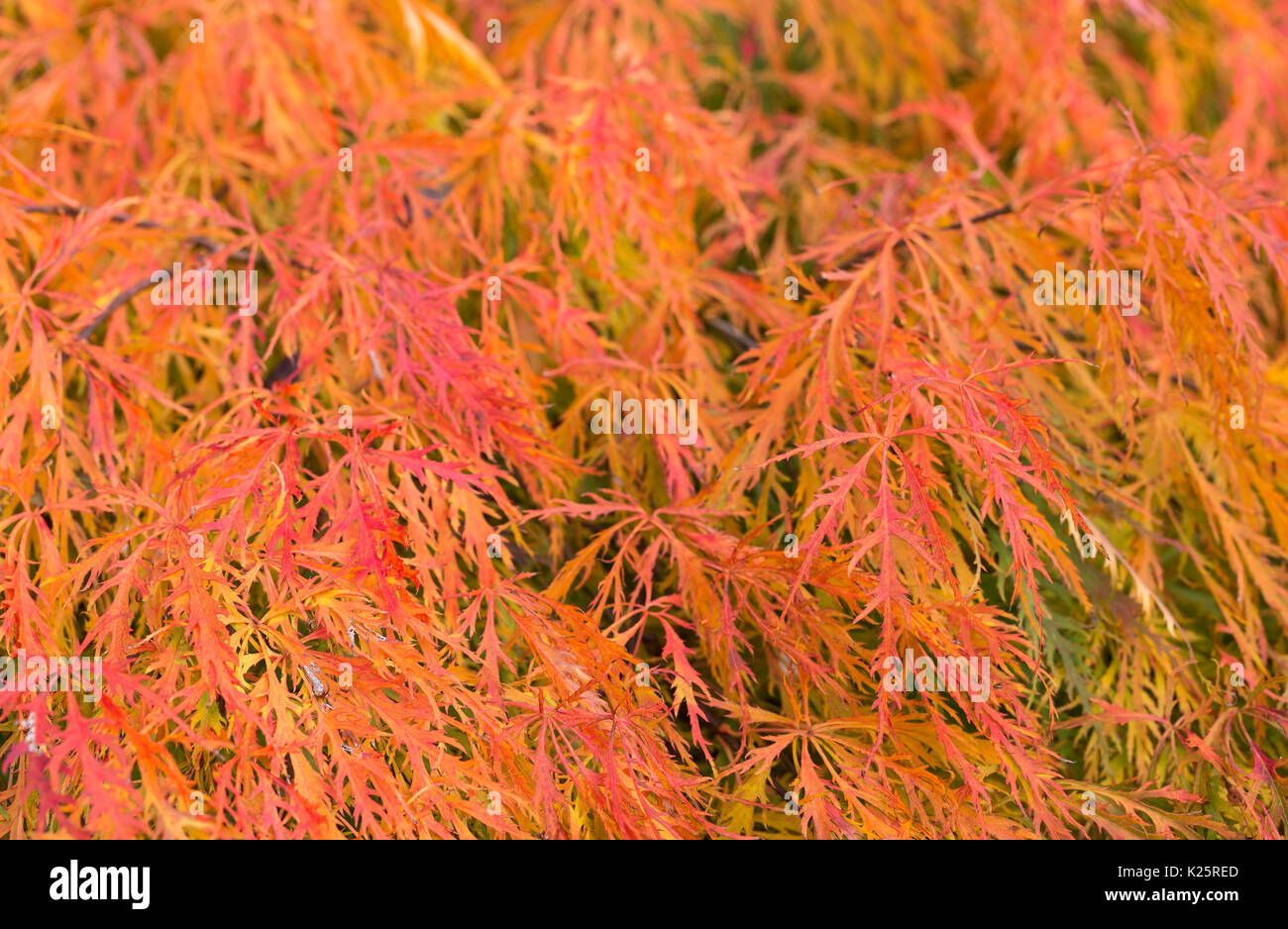 Acer palmatum Dissectum übersicht Herbst Farbe Stockfoto