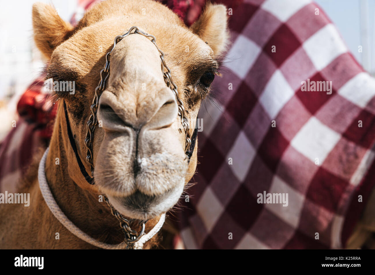 Portraitfotos von einem Kamel am Dubai camel Racing Club, VAE Stockfoto