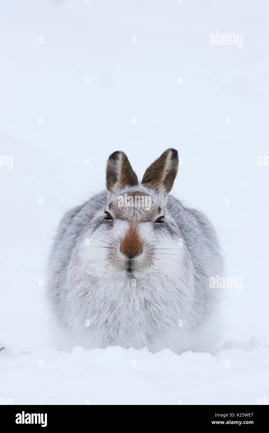 Schneehase (Lepus timidus) Großbritannien Stockfoto