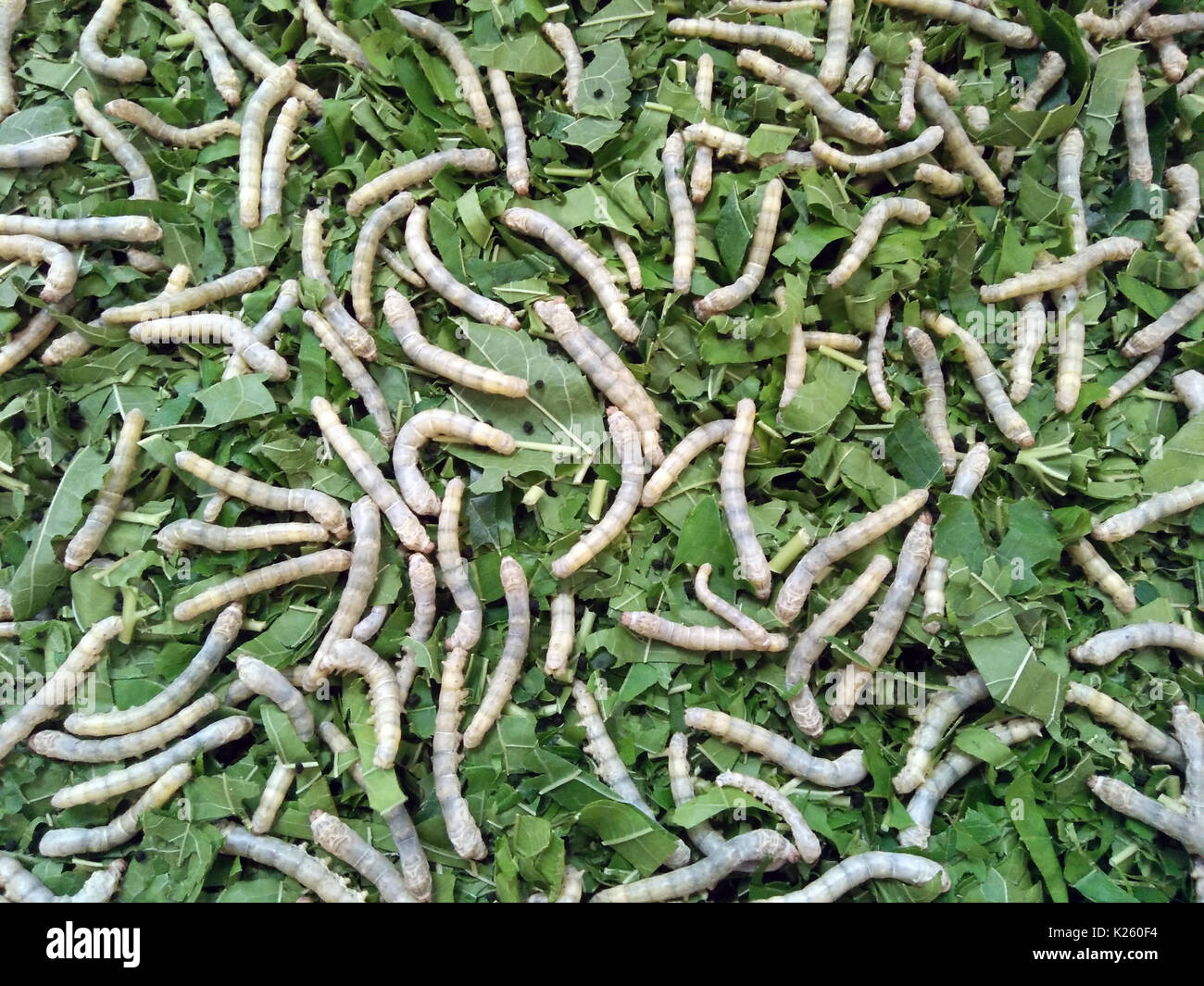 Seidenraupen essen frische Maulbeerblättern Stockfoto