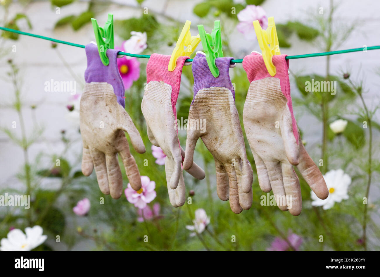 Gartenhandschuhe trocknen auf der Wäscheleine. Stockfoto
