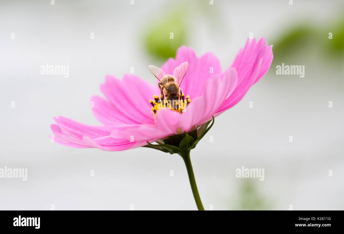 Biene auf Cosmos Bipinnatus Blume. Stockfoto