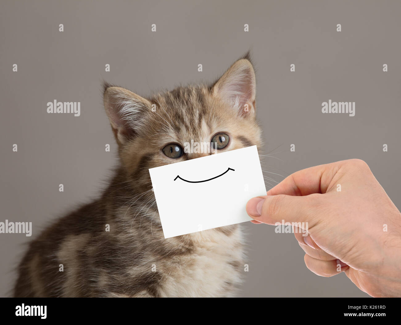 Lustige Katze Portrait mit Lächeln auf Karton Stockfoto